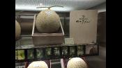 Yes, this melon is 16,200 yen. Yes, that's about $135 USD. (I didn't buy it)